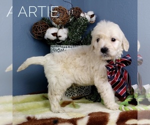 Goldendoodle Puppy for sale in CEDAR GAP, MO, USA