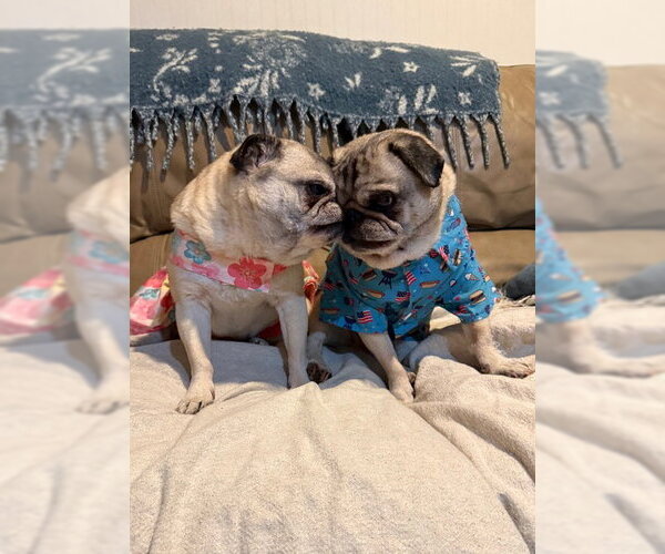 Medium Photo #4 Pug Puppy For Sale in Indianapolis, IN, USA