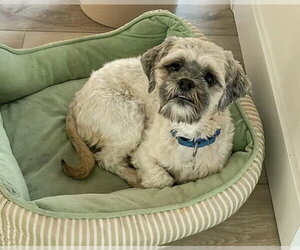 Oskar - Male Shih Apso Dog for Adoption - Photo #6