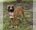 Small #1 American Pit Bull Terrier Mix