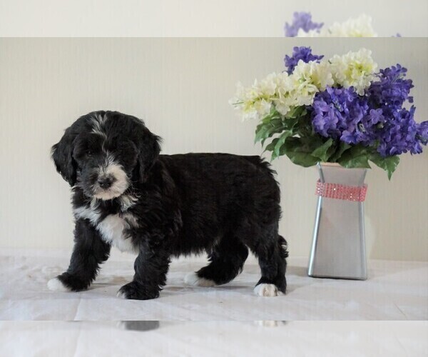 Medium Photo #3 Bernedoodle Puppy For Sale in FREDERICKSBG, OH, USA