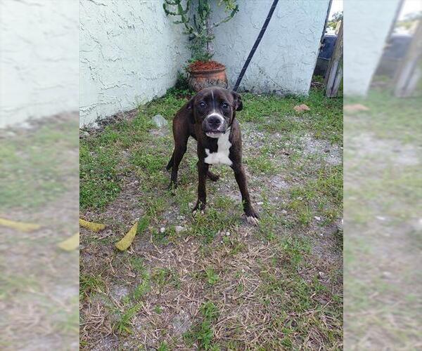 Medium Photo #1 American Staffordshire Terrier-Labrador Retriever Mix Puppy For Sale in Fort Lauderdale, FL, USA