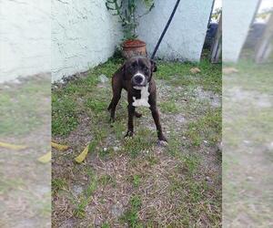 American Staffordshire Terrier-Labrador Retriever Mix Dogs for adoption in Fort Lauderdale, FL, USA