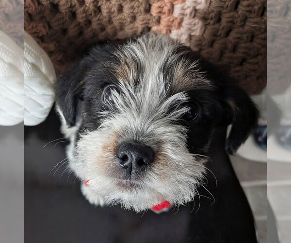 Medium Photo #2 Mutt Puppy For Sale in Rochester, NY, USA