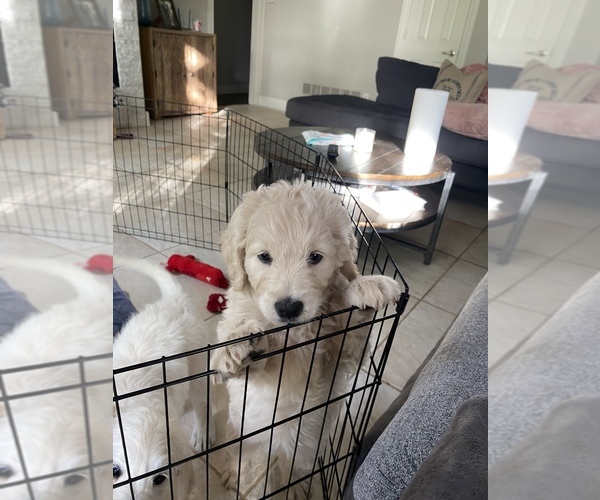 Medium Photo #3 Goldendoodle Puppy For Sale in ROCKWALL, TX, USA