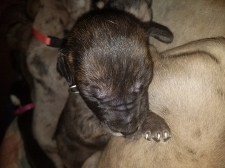 Great Dane Puppy for sale in MIDVILLE, GA, USA