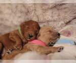 Small Photo #1 Goldendoodle (Miniature) Puppy For Sale in KEY LARGO, FL, USA