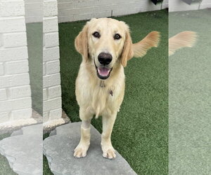 Golden Labrador Dogs for adoption in Fort Worth, TX, USA