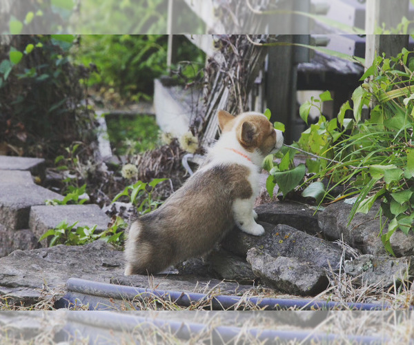 Medium Photo #11 Pembroke Welsh Corgi Puppy For Sale in FAIR GROVE, MO, USA
