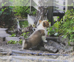 Small #10 Pembroke Welsh Corgi