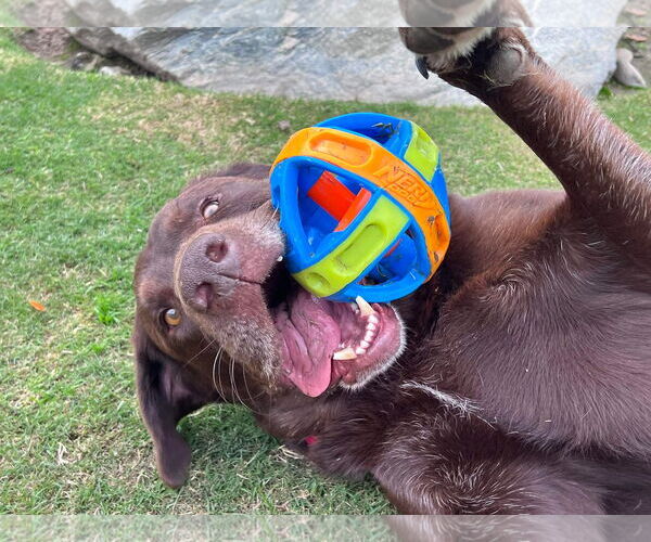 Medium Photo #4 Labrador Retriever Puppy For Sale in Clovis, CA, USA