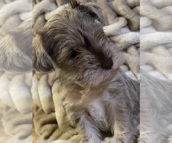 Medium Photo #4 Schnauzer (Miniature) Puppy For Sale in WALNUT COVE, NC, USA