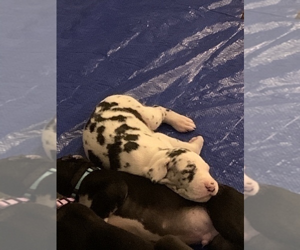 Medium Photo #46 Great Dane Puppy For Sale in MARICOPA, AZ, USA