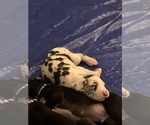 Small Photo #46 Great Dane Puppy For Sale in MARICOPA, AZ, USA