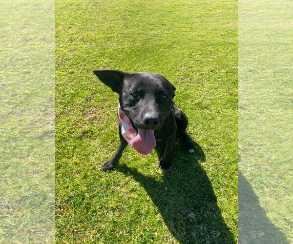 Medium Photo #3 Staffordshire Bull Terrier-Unknown Mix Puppy For Sale in La Verne, CA, USA