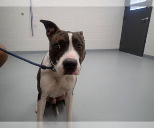 Mutt Dogs for adoption in St. Cloud, FL, USA