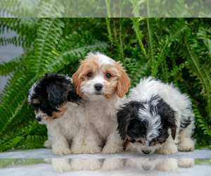 Cavachon Litter for sale in BALTIC, OH, USA