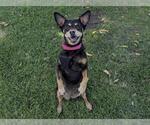 Small #1 Miniature Pinscher Mix