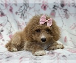 Small Photo #4 Bichpoo Puppy For Sale in LAKELAND, FL, USA