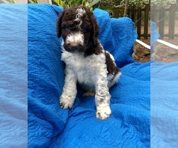 Medium Photo #3 Labradoodle Puppy For Sale in MAGNOLIA, TX, USA