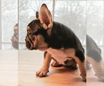 Small Photo #9 French Bulldog Puppy For Sale in MANHATTAN, NY, USA