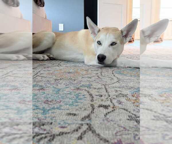Medium Photo #3 Siberian Husky-Unknown Mix Puppy For Sale in Raleigh, NC, USA