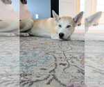 Small #2 Siberian Husky Mix