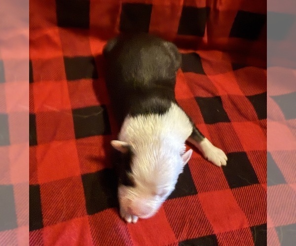 Medium Photo #25 Australian Shepherd Puppy For Sale in EUSTIS, FL, USA