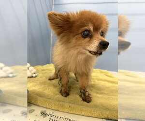 Pomeranian Dogs for adoption in San Bernardino, CA, USA