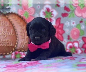 Cavapoo Puppy for sale in LANCASTER, PA, USA