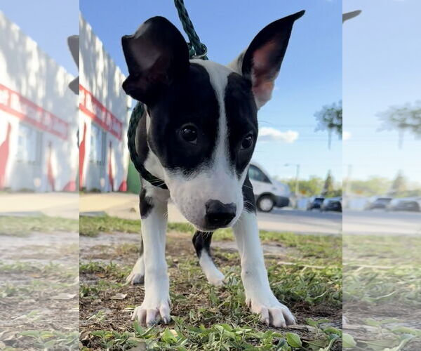 Medium Photo #6 Mutt Puppy For Sale in Sanford, FL, USA