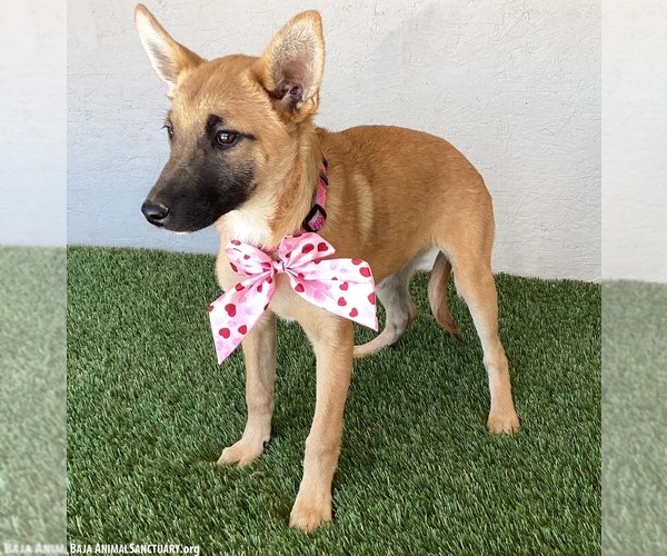 Medium Photo #4 German Shepherd Dog-Unknown Mix Puppy For Sale in San Diego, CA, USA