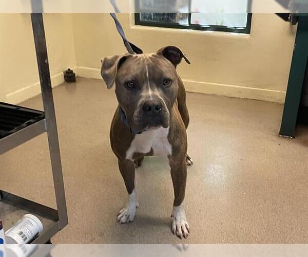 Medium Photo #1 American Pit Bull Terrier Puppy For Sale in Pasadena, CA, USA
