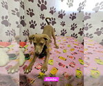 Small #2 Rat Terrier Mix