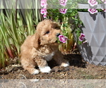 Puppy Rover Goldendoodle (Miniature)