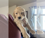 Small Photo #59 Goldendoodle Puppy For Sale in RATHDRUM, ID, USA