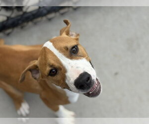 Mutt Dogs for adoption in Tulsa, OK, USA