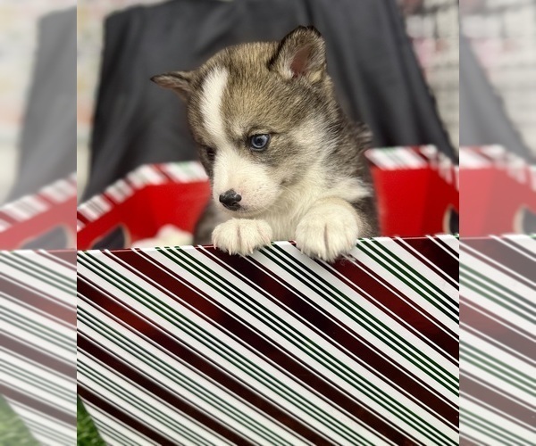 Medium Photo #9 Pomsky-Shiba Inu Mix Puppy For Sale in NASHUA, NH, USA