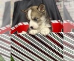 Small #8 Pomsky-Shiba Inu Mix