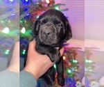 Small #3 Labrador Retriever