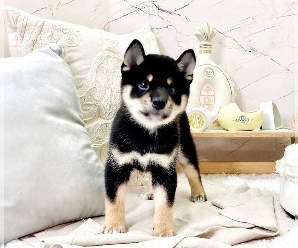 Full screen Photo #3 Shiba Inu Puppy For Sale in ROWLAND HEIGHTS, CA, USA