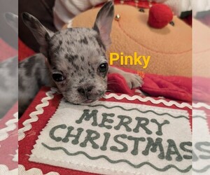 French Bulldog Puppy for sale in CHOCTAW, OK, USA