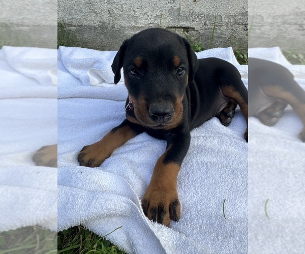 Medium Photo #9 Doberman Pinscher Puppy For Sale in FRANKLIN, PA, USA