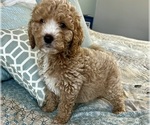 Small Photo #29 Goldendoodle (Miniature) Puppy For Sale in PENSACOLA, FL, USA