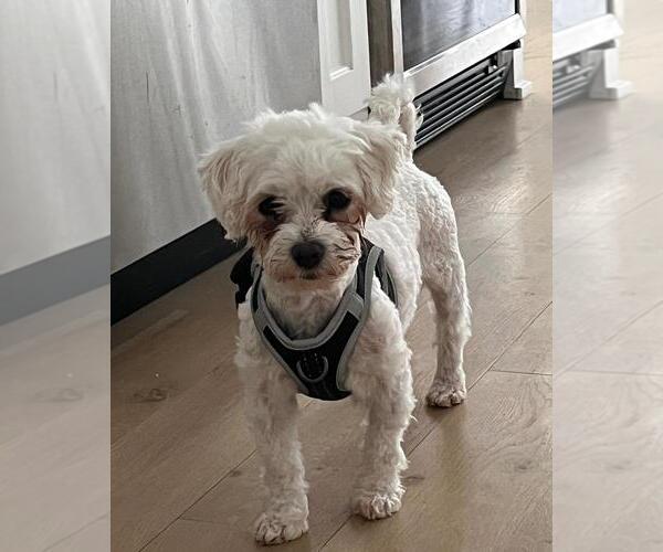 Medium Photo #1 Maltese-Unknown Mix Puppy For Sale in Andover, MN, USA