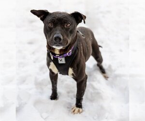 American Pit Bull Terrier-Huskies  Mix Dogs for adoption in Princeton, MN, USA