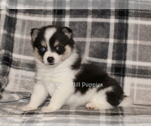 Pomsky Puppy for sale in DENVER, PA, USA