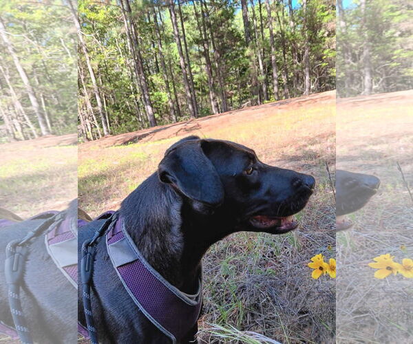 Medium Photo #9 Labrador Retriever-Unknown Mix Puppy For Sale in Farmerville, LA, USA