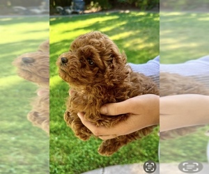Poodle (Toy) Puppy for Sale in CARMICHAEL, California USA