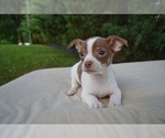 Small Photo #2 Chihuahua Puppy For Sale in HONEY BROOK, PA, USA